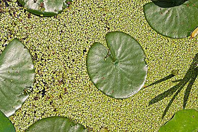 《幻想战略录》steam体验版上线 东方系RTS新游